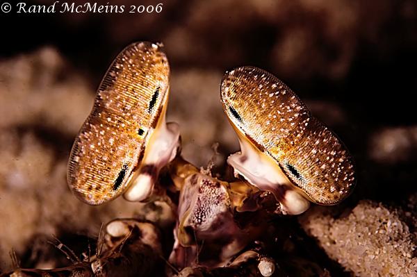 Dez olhos sensacionais do reino animal mantis shrimp eyedetail | Animais | animais, bichos, bizarro, curioso, incrível, olho, paleontoloogia