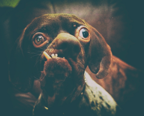 O novo cachorro mais feio do mundo? marmotacanina | Animais | animais, bichos, bizarro, cachorro, cão, curioso, estranho, horrível, incrível