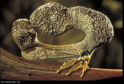 O mais bizarro inseto da Terra? membracid 1 | Animais | animais, bichos, curioso, estranho, incrível, insetos