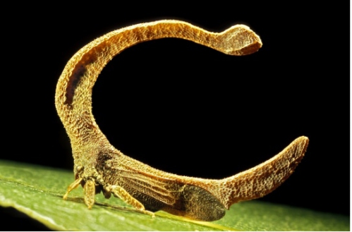 O mais bizarro inseto da Terra? membracid 3 | Animais | animais, bichos, curioso, estranho, incrível, insetos