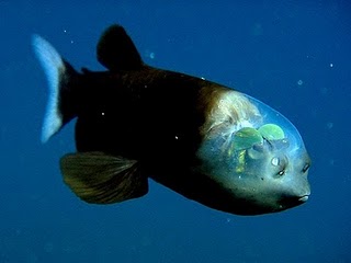 Dez olhos sensacionais do reino animal | Animais | animais, bichos, bizarro, curioso, incrível, olho, paleontoloogia