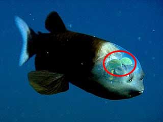 Dez olhos sensacionais do reino animal | Animais | animais, bichos, bizarro, curioso, incrível, olho, paleontoloogia