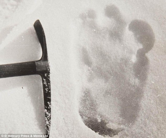 As criaturas bizarras do Himalaia 26B3D47D00000578 0 image a 18 1426521986475 | Animais | animais, bichos, bizarro, criaturas, curioso, himalaia, incrível, yeti