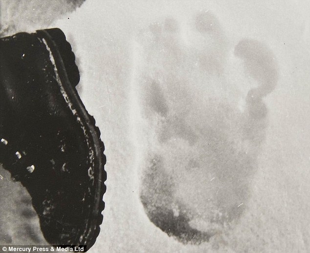 As criaturas bizarras do Himalaia article 2737617 20E4743200000578 396 634x517 1 | Animais | animais, bichos, bizarro, criaturas, curioso, himalaia, incrível, yeti