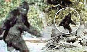 As criaturas bizarras do Himalaia bigfoot | Animais | animais, bichos, bizarro, criaturas, curioso, himalaia, incrível, yeti