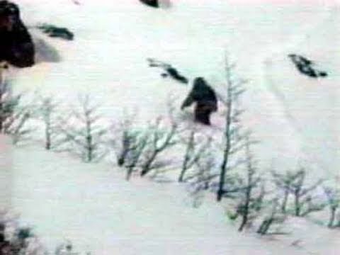 As criaturas bizarras do Himalaia snowman | Animais | animais, bichos, bizarro, criaturas, curioso, himalaia, incrível, yeti