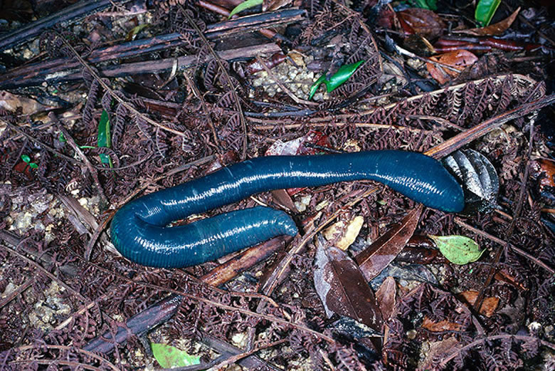 50 seres inacreditavelmente azuis GiantBlueEarthworms 1 | Animais | animais, azul, bichos, bizarro, curioso, estranho, incrível
