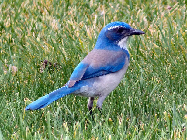 50 seres inacreditavelmente azuis bluebird 1 23841293760049umN | Animais | animais, azul, bichos, bizarro, curioso, estranho, incrível