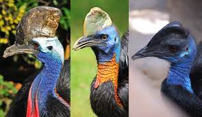 40 aves de bicos estranhos download 57 | Animais | animais, aves, bichos, bizarro, curioso, estranho