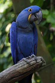 50 seres inacreditavelmente azuis download 58 | Animais | animais, azul, bichos, bizarro, curioso, estranho, incrível
