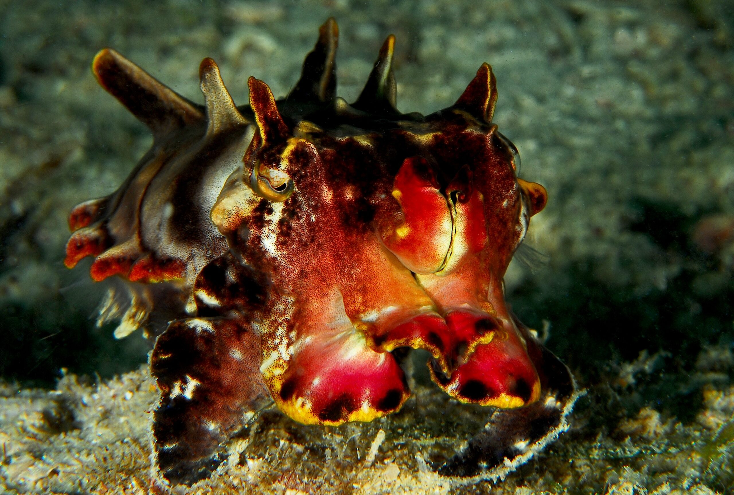 Choco Flamboyant - A orquídea viva do oceano Metasepia pfefferi 1 scaled | Animais | animais, bizarro, cinrível, curioso, estranho