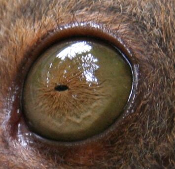 Olhos incríveis pexels mervin concepcion vergara 8437665 e1673016376985 | Animais | animais, bichos, bizarro, curioso, incrível, olho
