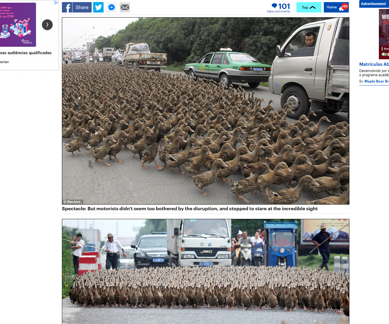 Chinês causa confusão quando leva seus 5000 patos para um passeio Taizhou farmer stops traffic taking his 5000 ducks for a walk to the local pond Daily Mail Online 1 | Incrível | animais, bichos, china, chinês, curioso