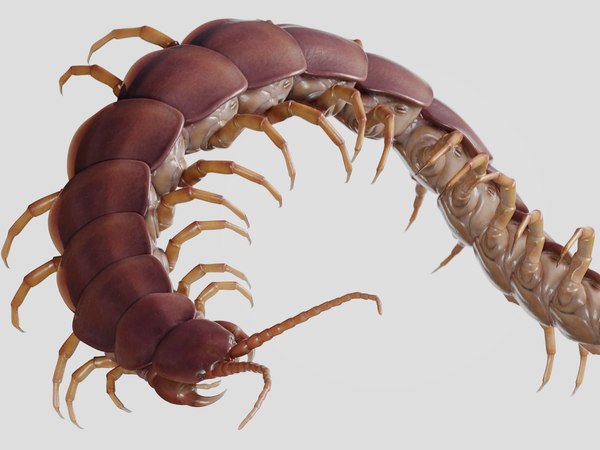 Manipulando a lacraia gigante Manipulando a lacraia gigante