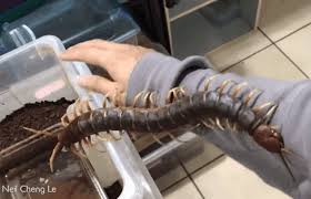 Manipulando a lacraia gigante Manipulando a lacraia gigante