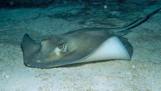 O Mundo Fascinante dos Peixes Venenosos: Beleza e Perigos nas Profundezas Arraia