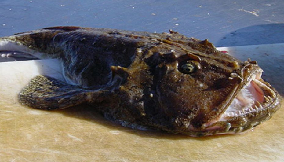 O Mundo Fascinante dos Peixes Venenosos: Beleza e Perigos nas Profundezas o peixe pedra