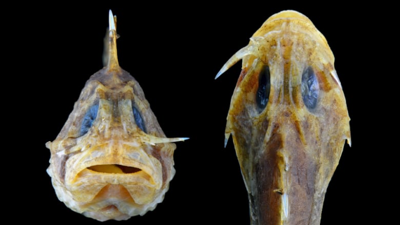O Mundo Fascinante dos Peixes Venenosos: Beleza e Perigos nas Profundezas Esta espécie de peixe-pedra é uma das mais venenosas do mundo