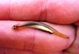 candiru candiru