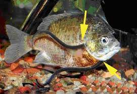 candiru candiru