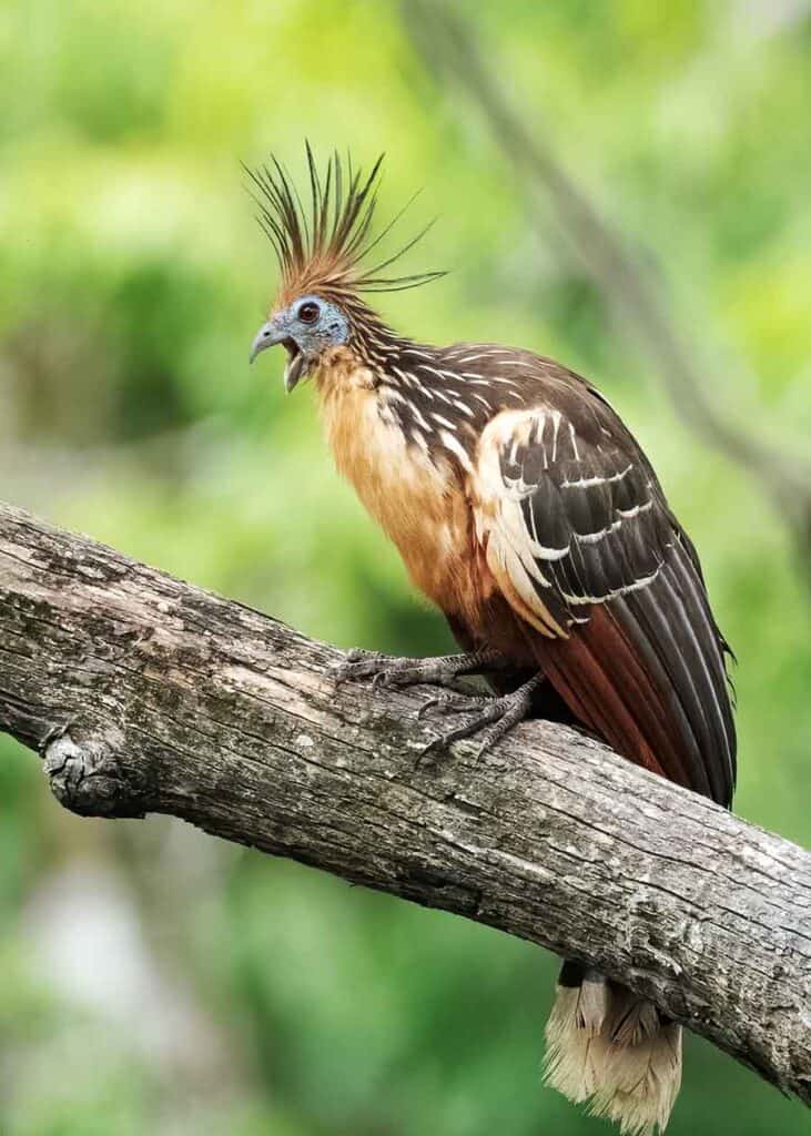Os pássaros feios e as aves mais horrendas do mundo pássaro feio