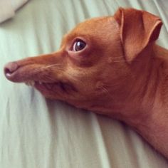 Morreu na hora de "molhar o biscoito": Estranhos casos de mortes relacionadas ao S-E-X-)0 cc61caf36a6fb3536ad609d6b5132a55 ugly dogs weird dogs | Curiosidades | bizarro, curiosidades, incrível, mortes, sexo