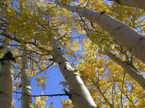Pando: A floresta de uma só árvore 2 aspen clones | Curiosidades | Árvore, curioso, gigante, incrível, pando, planta