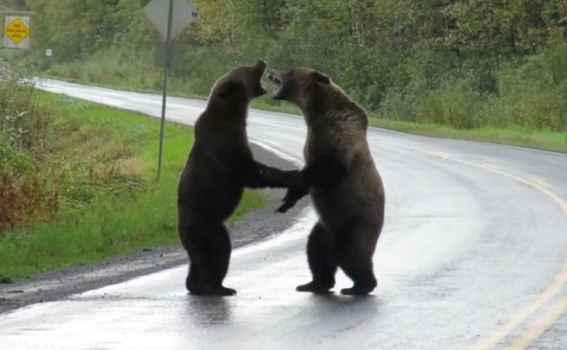 Leis estranhas bears | Curiosidades | bizarro, curioso, leis, maluco