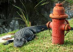 Leis estranhas images 26 | Curiosidades | bizarro, curioso, leis, maluco