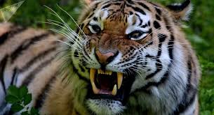 Leis estranhas tigre | Curiosidades | bizarro, curioso, leis, maluco