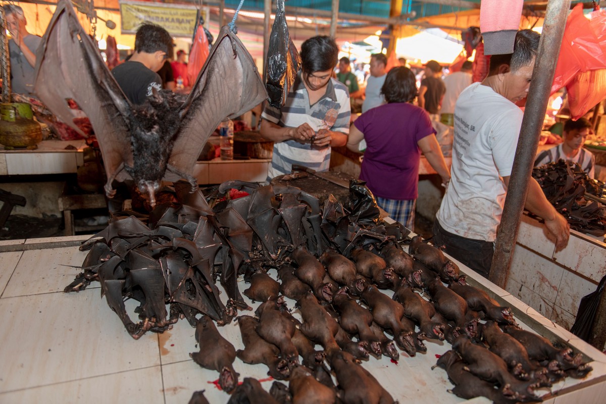 Fotos chocantes do mercado úmido da Indonésia 5ca1094825aa | Bizarro | absurdo, china, chocante, doença, grotesco, Indonésia, lugaresm, sinistro