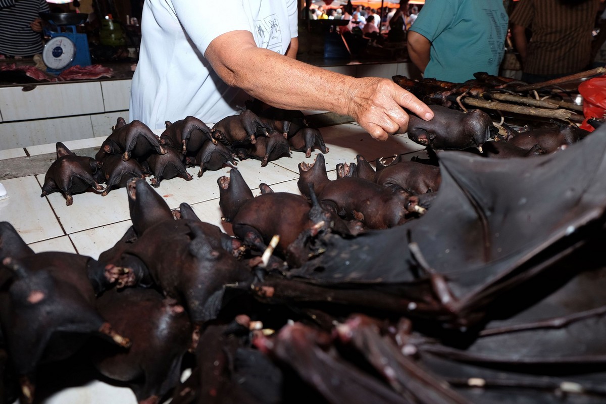 Fotos chocantes do mercado úmido da Indonésia b499698b2071 | Bizarro | absurdo, china, chocante, doença, grotesco, Indonésia, lugaresm, sinistro
