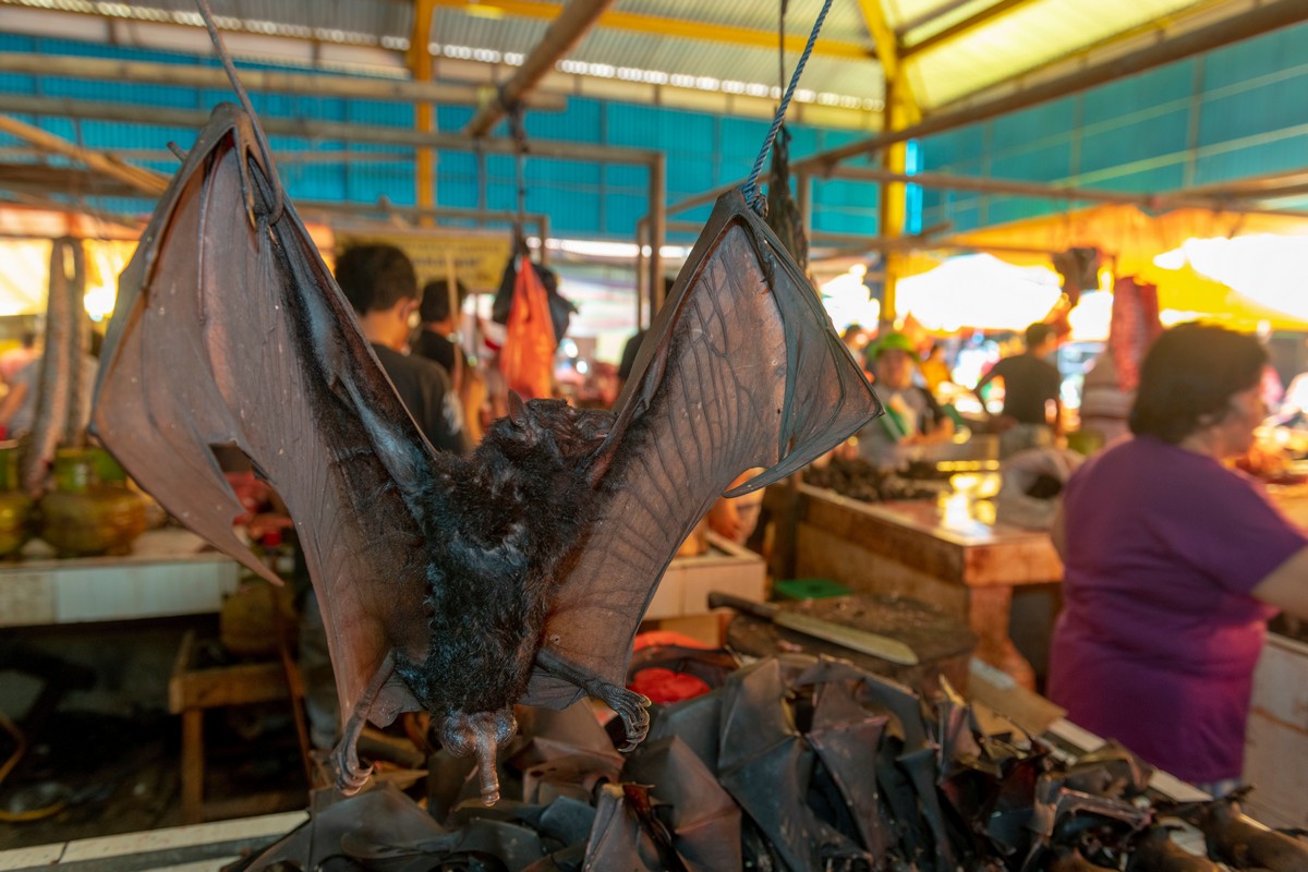 Fotos chocantes do mercado úmido da Indonésia f52f3808f04e | Bizarro | absurdo, china, chocante, doença, grotesco, Indonésia, lugaresm, sinistro