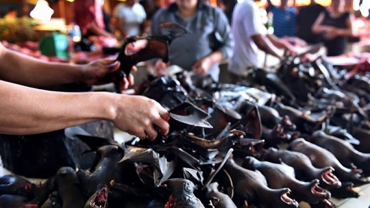Fotos chocantes do mercado úmido da Indonésia f75a647ed2c5 | Bizarro | absurdo, china, chocante, doença, grotesco, Indonésia, lugaresm, sinistro