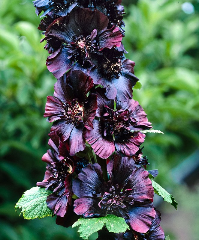 15 Flores pretas incríveis 0c25499b8b1cda3267014bc1f72cacf4 | Curiosidades | curiosidades, flores, incrível, natureza
