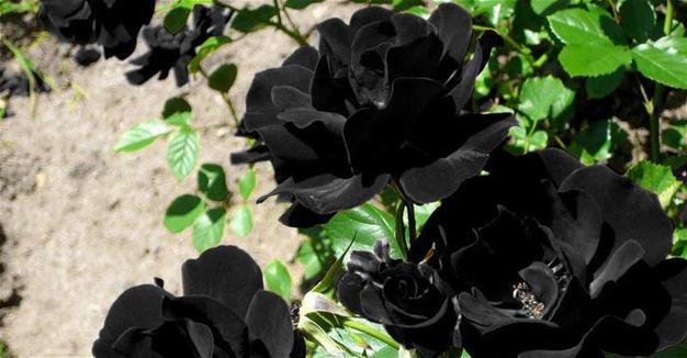 15 Flores pretas incríveis 59c9c1f045d2a027e83e2235 | Curiosidades | curiosidades, flores, incrível, natureza