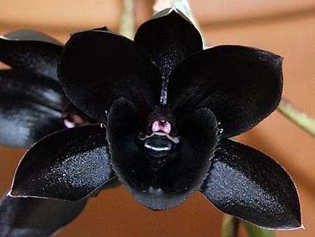 15 Flores pretas incríveis ORQUÍDEAS 1 | Curiosidades | curiosidades, flores, incrível, natureza