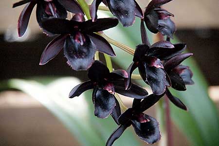 15 Flores pretas incríveis ORQUÍDEAS 2 | Curiosidades | curiosidades, flores, incrível, natureza