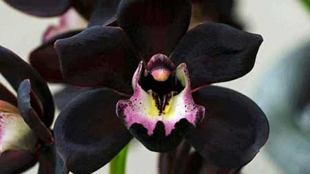 15 Flores pretas incríveis ORQUÍDEAS | Curiosidades | curiosidades, flores, incrível, natureza