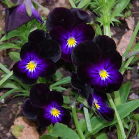 15 Flores pretas incríveis VIOLETA | Curiosidades | curiosidades, flores, incrível, natureza