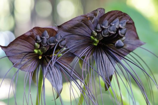 15 Flores pretas incríveis black bat cover again e1477934065973 | Curiosidades | curiosidades, flores, incrível, natureza