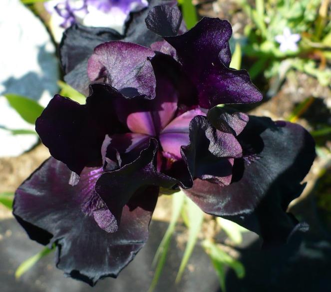 15 Flores pretas incríveis ea75df | Curiosidades | curiosidades, flores, incrível, natureza