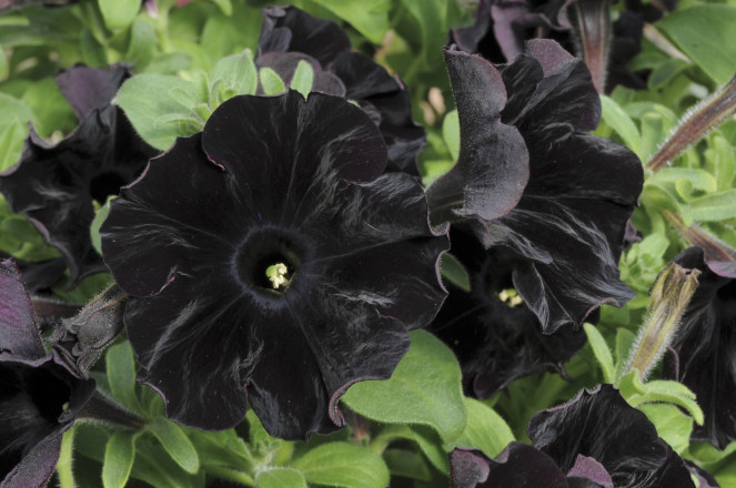 15 Flores pretas incríveis petunia black velvet 01 | Curiosidades | curiosidades, flores, incrível, natureza