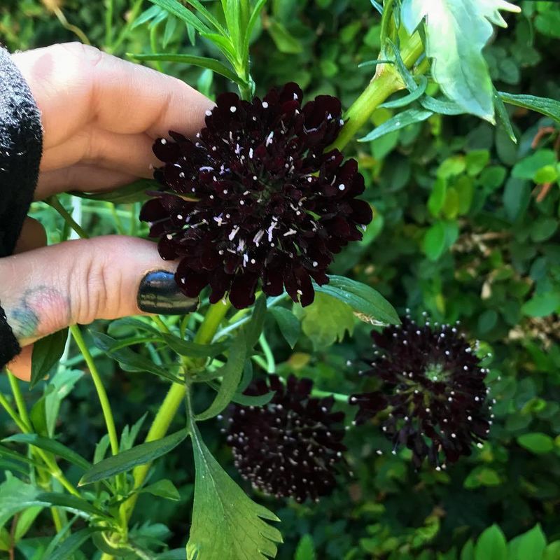 15 Flores pretas incríveis | Curiosidades | curiosidades, flores, incrível, natureza