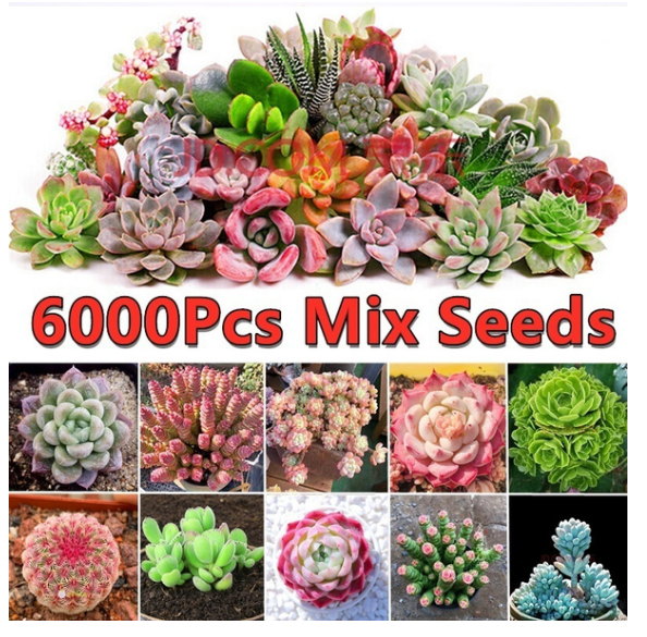 Tutorial: Como conseguir sementes gratuitas de flores Orquidea Wish 1 | Dicas | china, compra, dicas, economizar, flores, plantar, wish