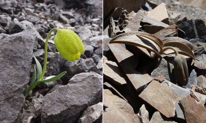 Conheça a planta que evoluiu para tentar sobreviver ao ser humano plant camouflage | Curiosidades | china, ciência, curisidade, evolução, mutação, planta