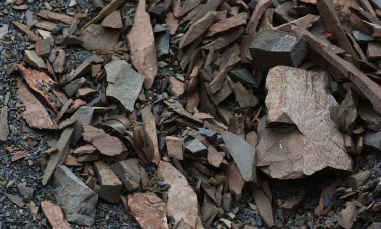 Conheça a planta que evoluiu para tentar sobreviver ao ser humano plant camouflage2 750x450 1 | Curiosidades | china, ciência, curisidade, evolução, mutação, planta