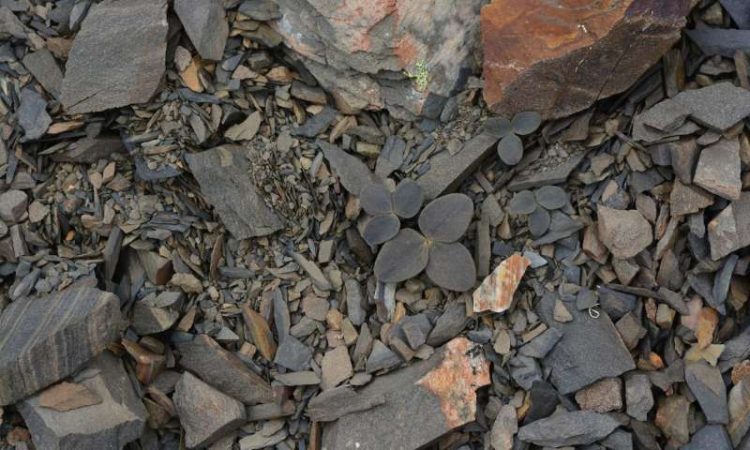 Conheça a planta que evoluiu para tentar sobreviver ao ser humano plant camouflage3 750x450 1 | Curiosidades | china, ciência, curisidade, evolução, mutação, planta