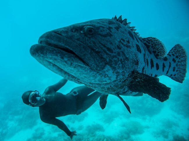 Não é história de pescador: Homem da Flórida captura uma garoupa gigantesca! Veja as fotos. 0000 | Animais | animais, bichos, gigante, incrível, mar, peixe, pesca