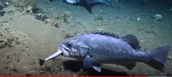 Não é história de pescador: Homem da Flórida captura uma garoupa gigantesca! Veja as fotos. ataque tubarao min | Animais | animais, bichos, gigante, incrível, mar, peixe, pesca